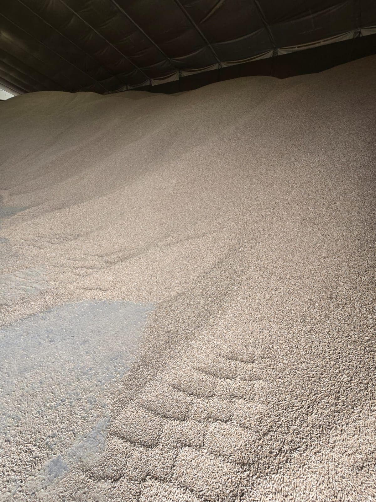 Pellet drzewny A1 luzem — odbiór w porcie Gdańsk · Elbląg · MAXI Plus (~480 t) — Pellet